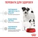 Корм для новонароджених собак ROYAL CANIN MINI STARTER 1 кг