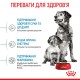 Корм для новонароджених собак ROYAL CANIN MEDIUM STARTER 1 кг