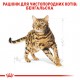 Корм для дорослих котів ROYAL CANIN BENGAL ADULT 2 кг