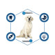 Advance Dog Maxi Adult сухий корм для дорослих собак великих порід з куркою і рисом 14 кг